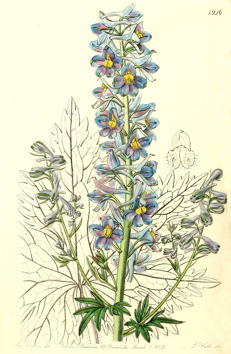 معرفی و راهنمای پرورش گیاهان زینتی فضای باز - زبان در قفا یکساله